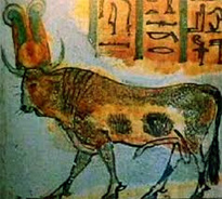 apis bull